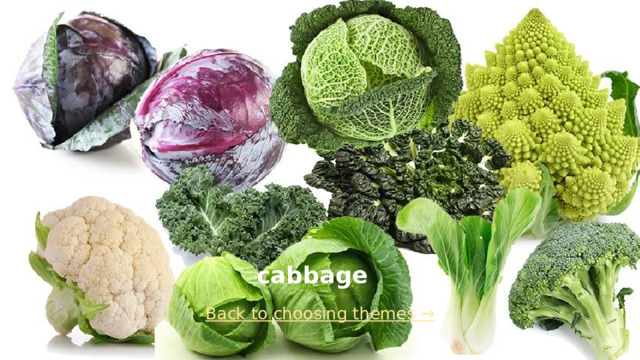 cabbage Back to choosing themes →  