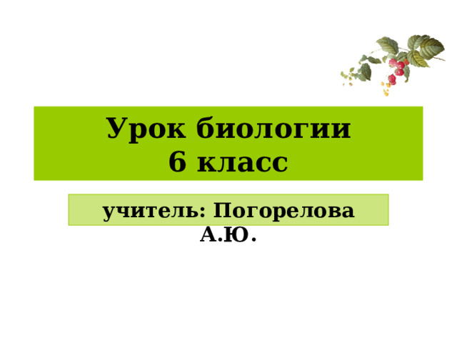 Урок биологии  6 класс учитель: Погорелова А.Ю. 
