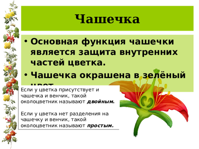 Чашечка Основная функция чашечки является защита внутренних частей цветка. Чашечка окрашена в зелёный цвет. Если у цветка присутствует и чашечка и венчик, такой околоцветник называют двойным . Если у цветка нет разделения на чашечку и венчик, такой околоцветник называют простым. 