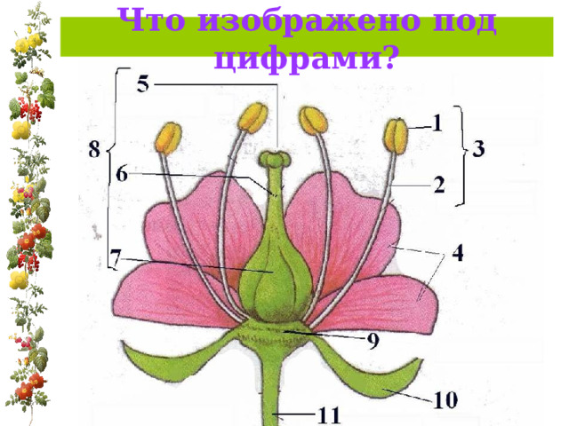 Что изображено под цифрами? 