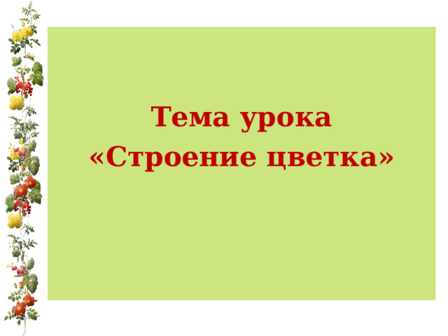 Тема урока «Строение цветка» 