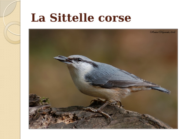 La Sittelle corse 
