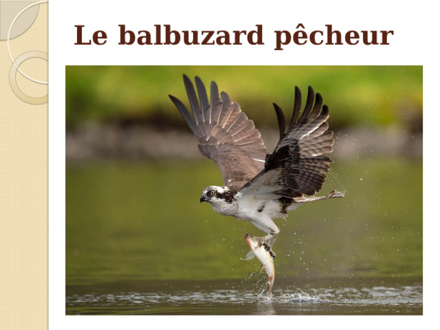 Le balbuzard pêcheur 