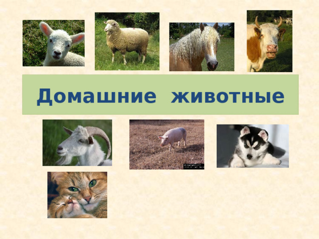 Домашние животные 