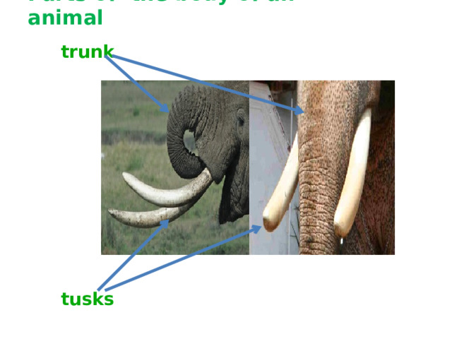 Parts of the body of an animal trunk          tusks 