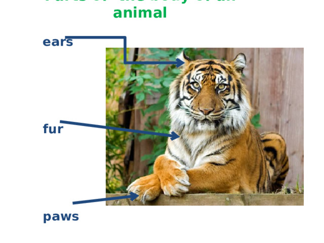 Parts of the body of an animal  ears     fur     paws    
