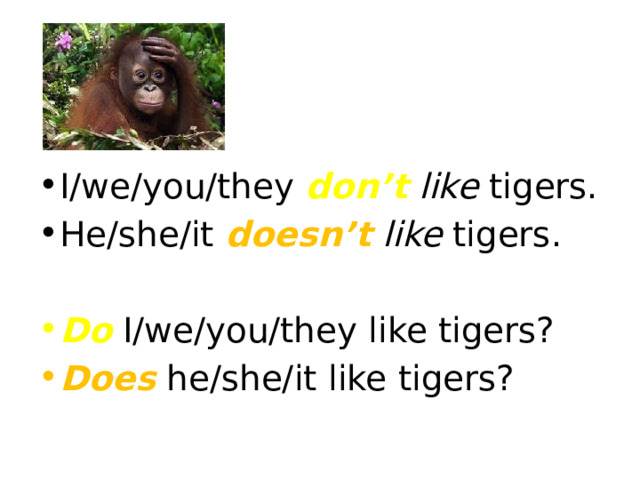 I/we/you/they don’t like tigers. He/she/it doesn’t like tigers. Do I/we/you/they like tigers? Does he/she/it like tigers? 