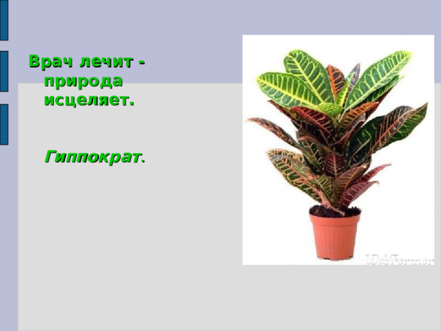 Врач лечит - природа исцеляет.  Гиппократ . 