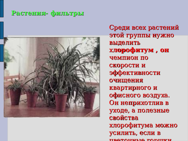  Растения- фильтры    Среди всех растений этой группы нужно выделить х лорофитум , он чемпион по скорости и эффективности очищения квартирного и офисного воздуха. Он неприхотлив в уходе, а полезные свойства хлорофитума можно усилить, если в цветочные горшки разложить активированный уголь. 