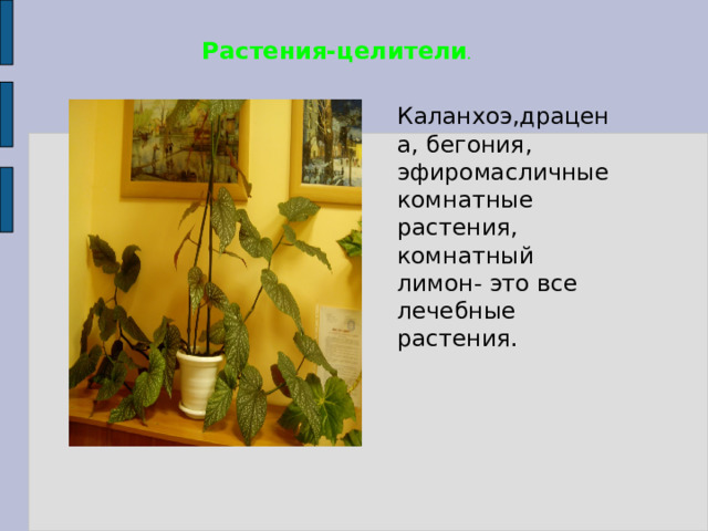 Растения-целители .  Каланхоэ,драцена, бегония, эфиромасличные комнатные растения, комнатный лимон- это все лечебные растения. 