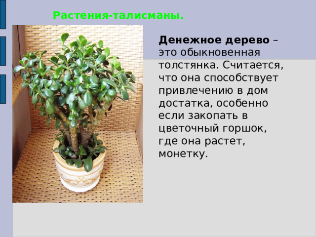 Растения-талисманы.  Денежное дерево – это обыкновенная толстянка. Считается, что она способствует привлечению в дом достатка, особенно если закопать в цветочный горшок, где она растет, монетку. 