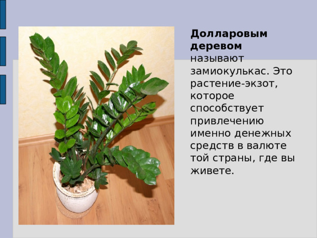 Долларовым деревом  называют замиокулькас. Это растение-экзот, которое способствует привлечению именно денежных средств в валюте той страны, где вы живете. 