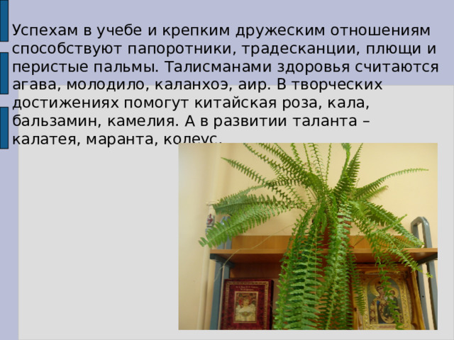 Успехам в учебе и крепким дружеским отношениям способствуют папоротники, традесканции, плющи и перистые пальмы. Талисманами здоровья считаются агава, молодило, каланхоэ, аир. В творческих достижениях помогут китайская роза, кала, бальзамин, камелия. А в развитии таланта – калатея, маранта, колеус. 