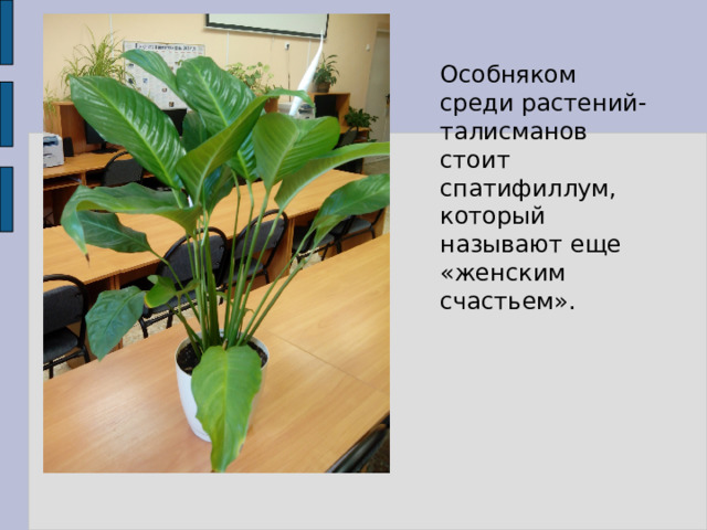 Особняком среди растений-талисманов стоит спатифиллум, который называют еще «женским счастьем». 