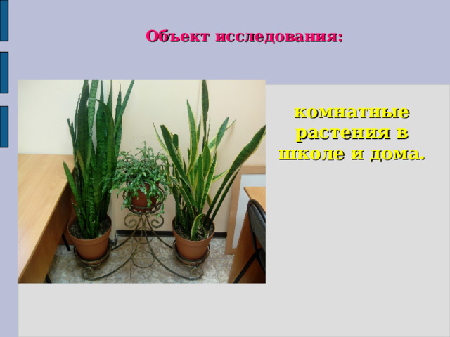  Объект исследования: комнатные растения в школе и дома. 
