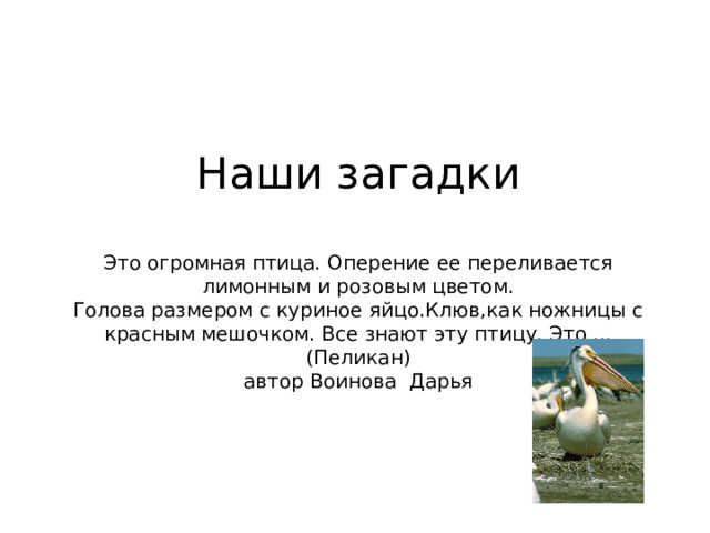 Наши загадки   Это огромная птица. Оперение ее переливается лимонным и розовым цветом.  Голова размером с куриное яйцо.Клюв,как ножницы с красным мешочком. Все знают эту птицу. Это ...  (Пеликан)  автор Воинова Дарья   