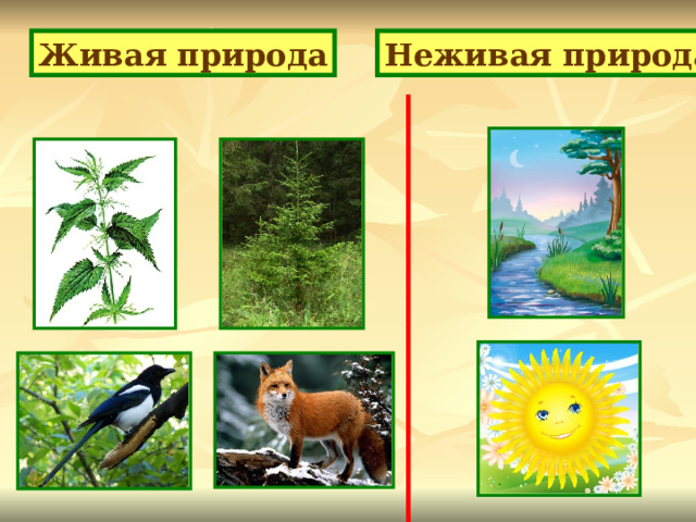 Живая природа Неживая природа 