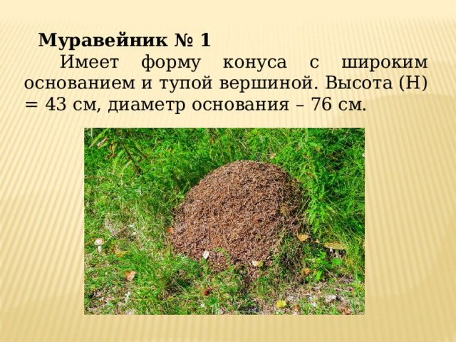Муравейник № 1  Имеет форму конуса с широким основанием и тупой вершиной. Высота (H) = 43 см, диаметр основания – 76 см. 