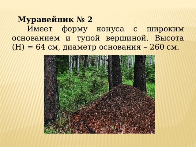 Муравейник № 2  Имеет форму конуса с широким основанием и тупой вершиной. Высота (H) = 64 см, диаметр основания – 260 см. 