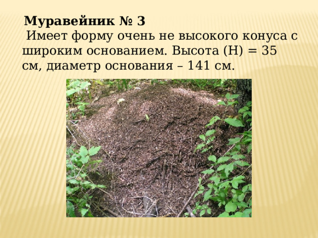  Муравейник № 3  Имеет форму очень не высокого конуса с широким основанием. Высота (H) = 35 см, диаметр основания – 141 см. 