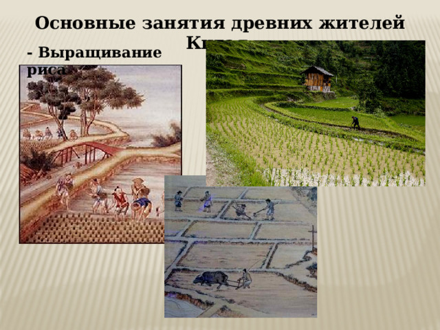 Основные занятия древних жителей Китая: - Выращивание риса 