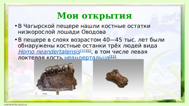 Мои открытия В Чагырской пещере нашли костные остатки низкорослой лошади Оводова  В пещере в слоях возрастом 40—45 тыс. лет были обнаружены костные останки трёх людей вида  Homo  neandertalensis [10] [1] , в том числе левая локтевая кость  неандертальца [11] .  