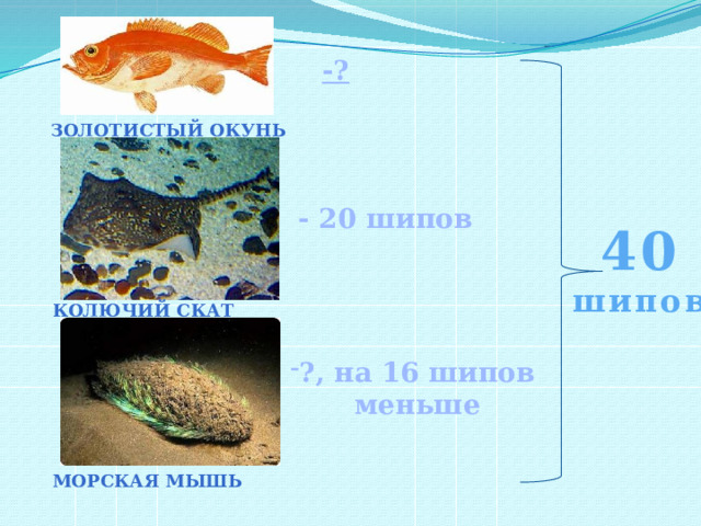 -? Золотистый окунь - 20 шипов 40 шипов Колючий скат ?, на 16 шипов  меньше Морская мышь 