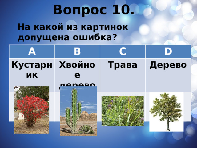 Вопрос 10. На какой из картинок допущена ошибка? A B Кустарник Хвойное дерево C D Трава Дерево 