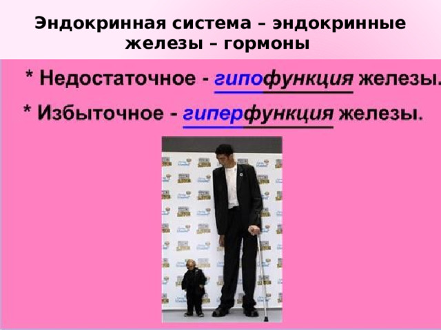 Эндокринная система – эндокринные железы – гормоны 