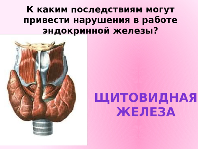К каким последствиям могут привести нарушения в работе эндокринной железы? Щитовидная железа 