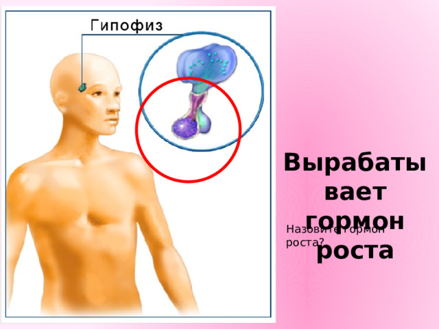 Вырабатывает гормон роста Назовите гормон роста? 