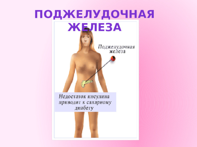 Поджелудочная железа 