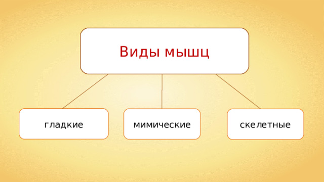 Виды мышц гладкие мимические скелетные 