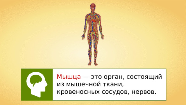 Мышца  — это орган, состоящий из мышечной ткани, кровеносных сосудов, нервов. 