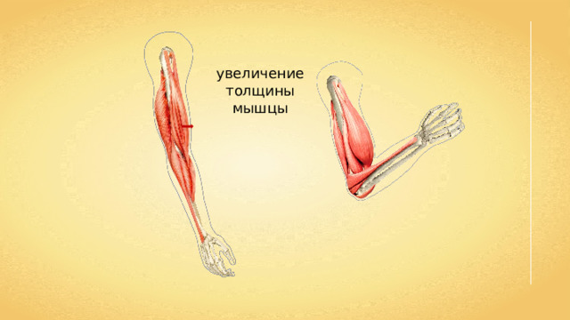 увеличение толщины мышцы 