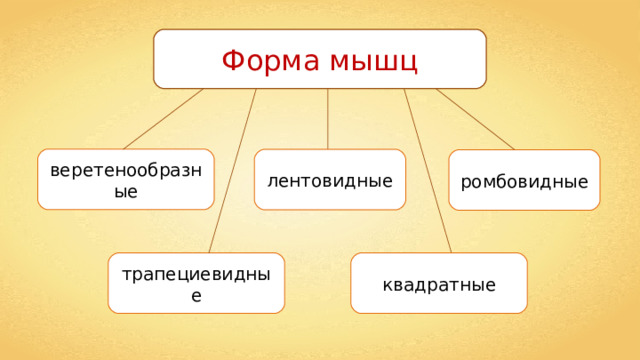 Форма мышц веретенообразные лентовидные ромбовидные трапециевидные квадратные 