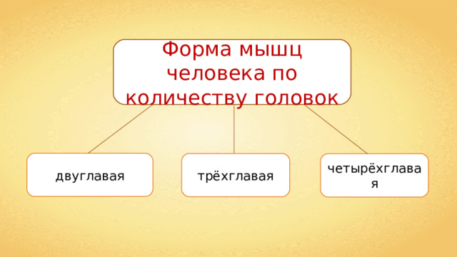 Форма мышц человека по количеству головок двуглавая трёхглавая четырёхглавая 