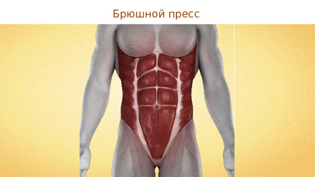 Брюшной пресс 