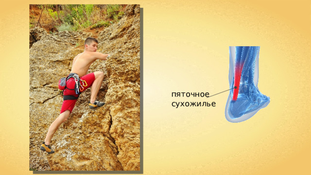 пяточное сухожилье 