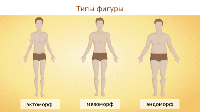 Типы фигуры эндоморф мезоморф эктоморф 