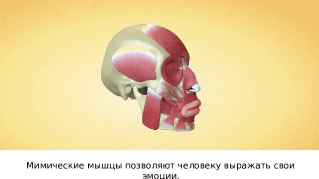 Мимические мышцы позволяют человеку выражать свои эмоции. 