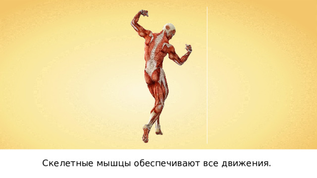 Скелетные мышцы обеспечивают все движения. 
