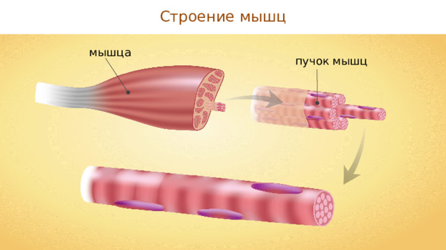 Строение мышц мышца пучок мышц 