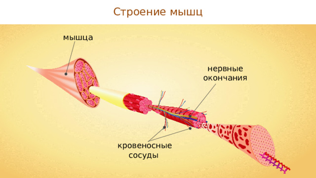 Строение мышц мышца нервные окончания кровеносные сосуды 