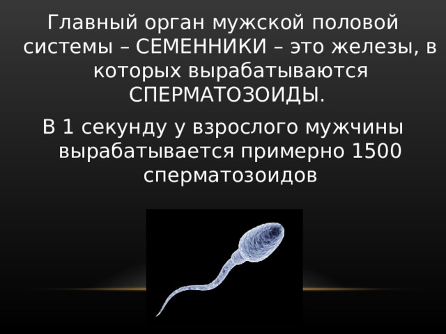 Главный орган мужской половой системы – СЕМЕННИКИ – это железы, в которых вырабатываются СПЕРМАТОЗОИДЫ. В 1 секунду у взрослого мужчины вырабатывается примерно 1500 сперматозоидов 