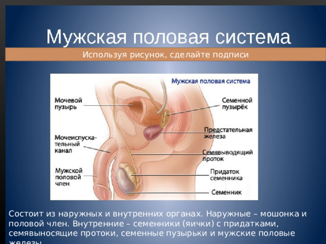 Используя рисунок, сделайте подписи Состоит из наружных и внутренних органах. Наружные – мошонка и половой член. Внутренние – семенники (яички) с придатками, семявыносящие протоки, семенные пузырьки и мужские половые железы. 