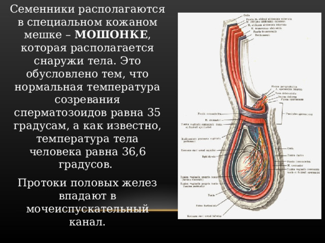 Семенники располагаются в специальном кожаном мешке – МОШОНКЕ , которая располагается снаружи тела. Это обусловлено тем, что нормальная температура созревания сперматозоидов равна 35 градусам, а как известно, температура тела человека равна 36,6 градусов. Протоки половых желез впадают в мочеиспускательный канал. 