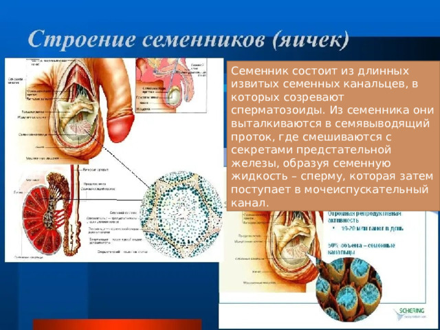 Семенник состоит из длинных извитых семенных канальцев, в которых созревают сперматозоиды. Из семенника они выталкиваются в семявыводящий проток, где смешиваются с секретами предстательной железы, образуя семенную жидкость – сперму, которая затем поступает в мочеиспускательный канал. 