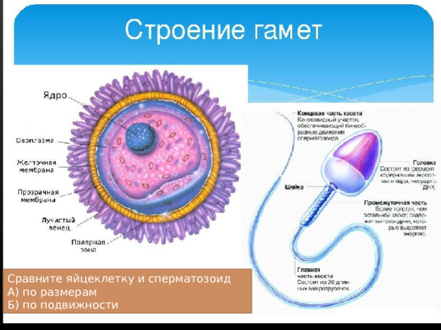 Сравните яйцеклетку и сперматозоид А) по размерам Б) по подвижности 