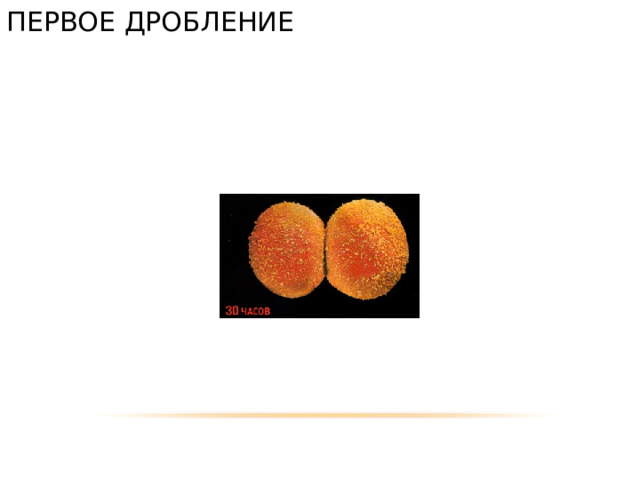 ПЕРВОЕ  ДРОБЛЕНИЕ 